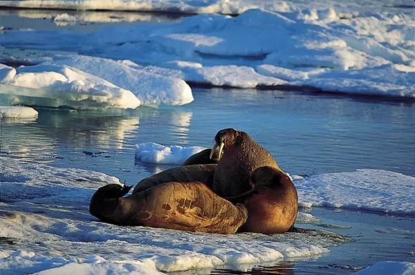 Walruses relaxing in the sun