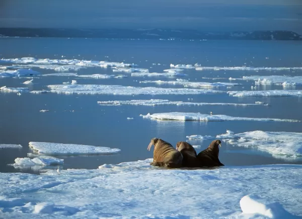 Walruses relaxing on the ice