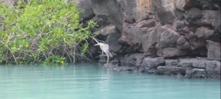 Blue Heron in the blue lagoon