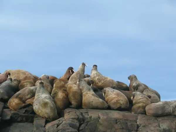 A walrus gathering