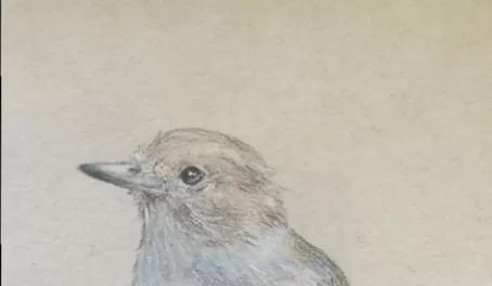 Galapagos Flycatcher, colored pencil