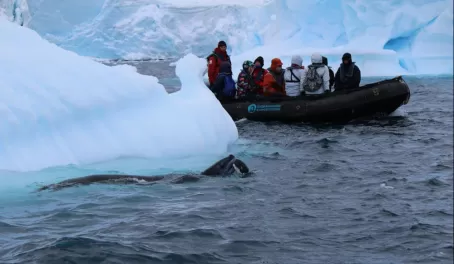 Leopard Seal take down, Antarctica
