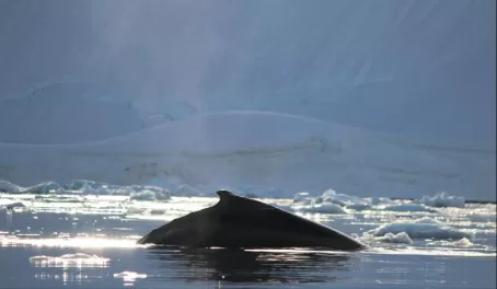 Whales at Wilhelmina Bay, Antarctica