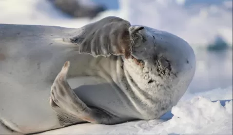 Fur Seal at Wilhelmina Bay, Antarctica