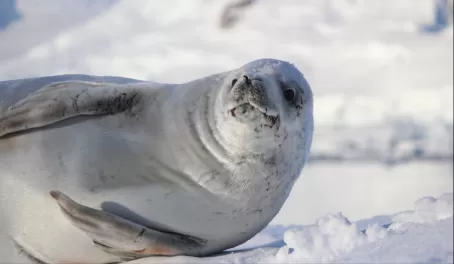 Fur Seal at Wilhelmina Bay, Antarctica