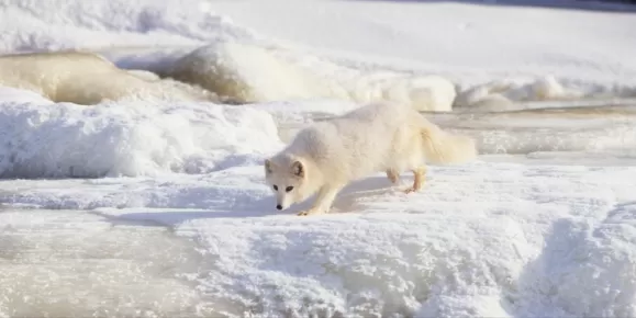 An Arctic fox scouts the terrain