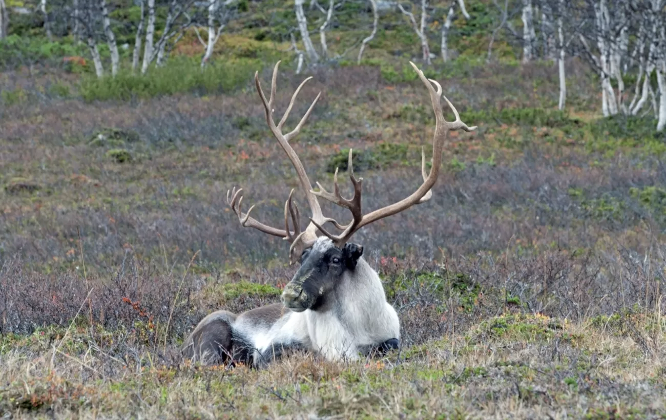 A reindeer relaxes in the Arctic tundra