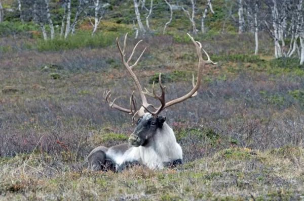 A reindeer relaxes in the Arctic tundra