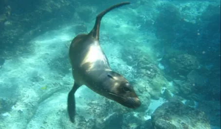 Sea Lion, Snorkeling