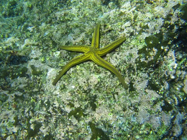 Sea Star, Snorkeling