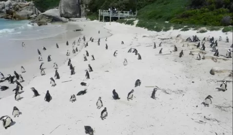 Penguin Colony at Boulder Beach