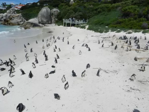Penguin Colony at Boulder Beach