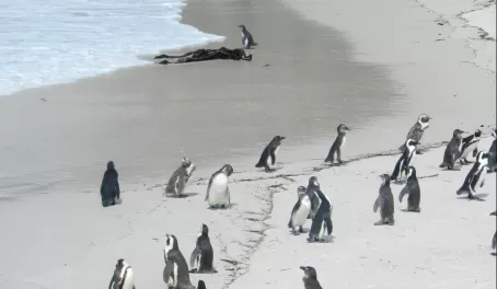 African Penguin colony in at Boulders Beach