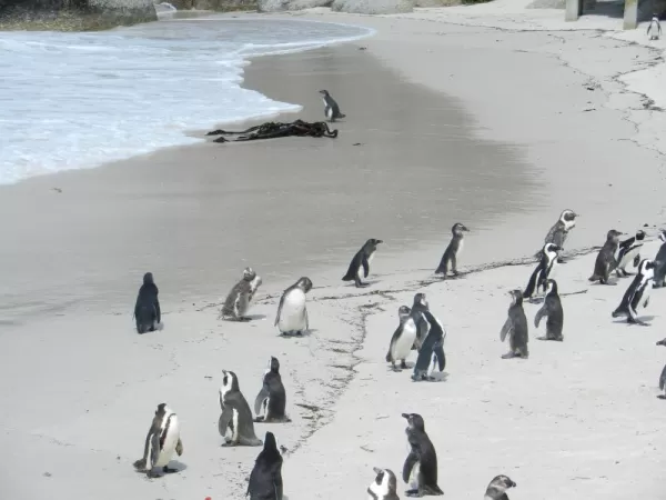 African Penguin colony in at Boulders Beach