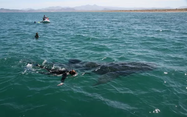 Whale shark snorkeling in La Paz