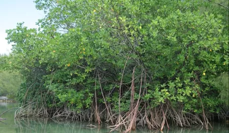 Mangroves in the Bahamas