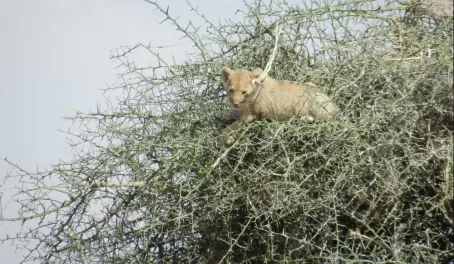 Lion cub stuck in a tree