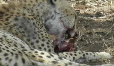 Cheetah eating her prey