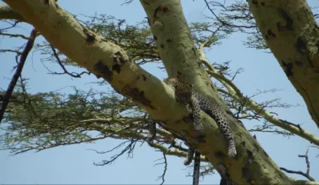 This leopard is taking his afternoon nap