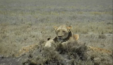 Female lion wearing tracking collar in the Serengeti