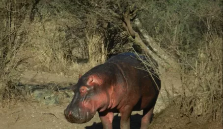 Hippo returning to his watering hole