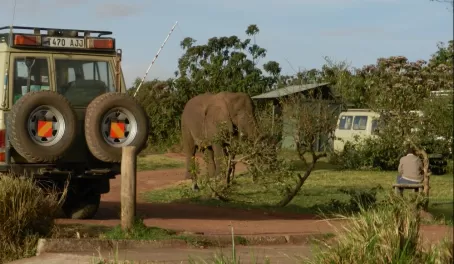 This elephant decided to talk a walk into the grounds of our lodge