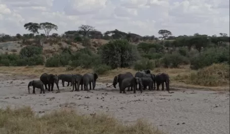 Elephant herd drinking water from the dry river bed