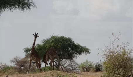 Two giraffes having an argument