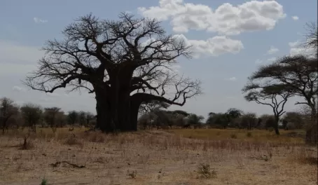 Baobab tree in Tarangire