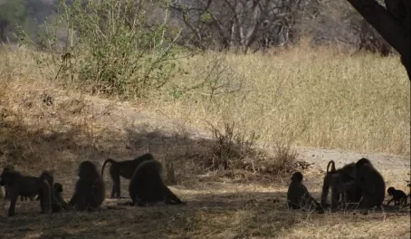 Family of baboons