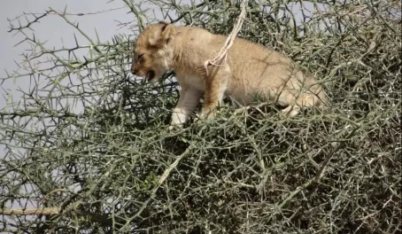Second time seeing our distressed lion cub in the tree