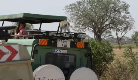 Our fellow travelers got an unexpected surprise when this monkey jumped in