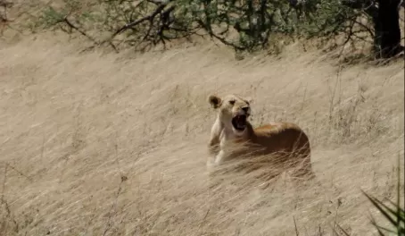 Lioness roaring