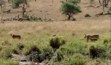 Female lions moving across the Serengeti with their cubs