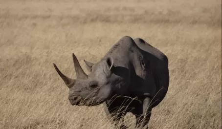 Black Rhino in Ngorongoro Crater