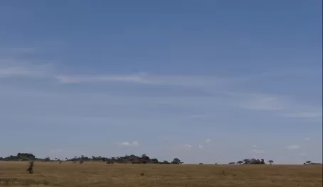 Plains in Serengeti National Park