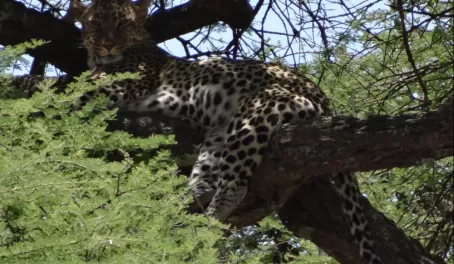 Leopard in Serengeti