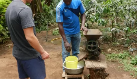 Removing the coffee beans from their husk