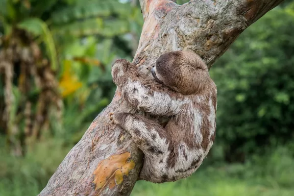 Sloth in the Amazon