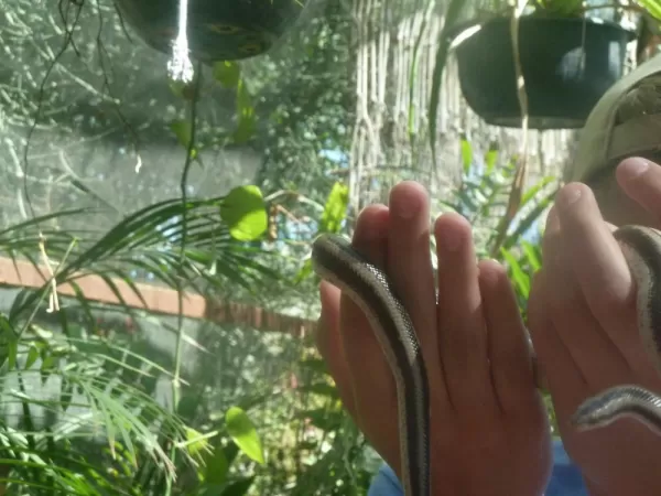 Snake at the Serpentarium Animal Rescue