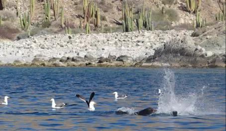 Sea Lion in Baja