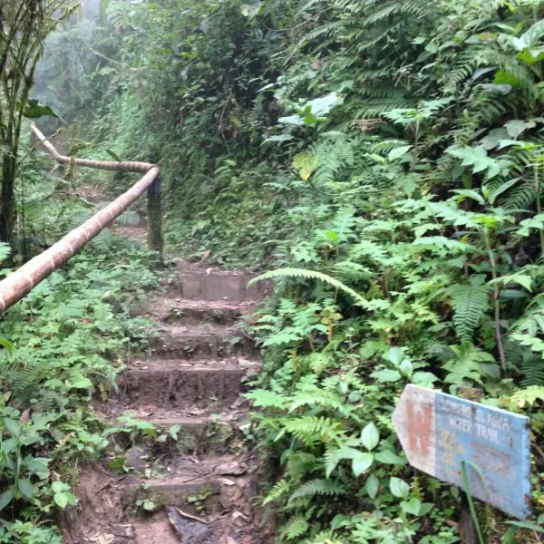 Trail in Bellavista Cloudforest
