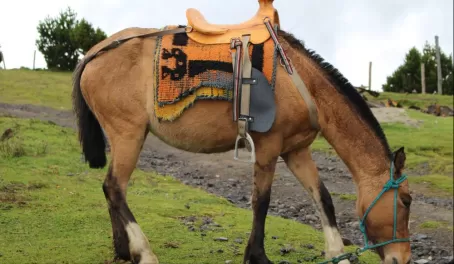 Horse in Quilotoa