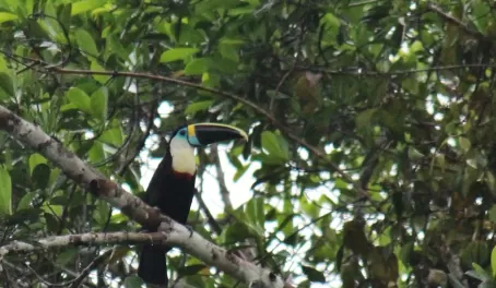 Toucan in the Amazon