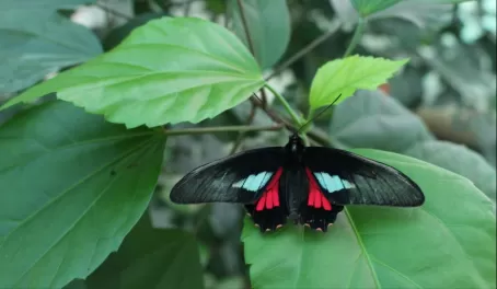 Butterfly at La Selva