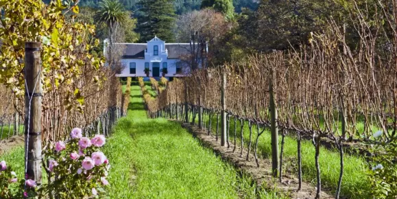 Cape Dutch homestead and vineyard
