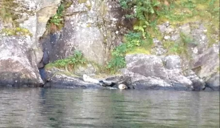 Seeing seals from the speed boat - Fjord Safari on the Sognefjord