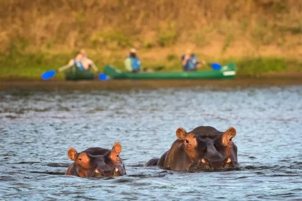 Hippos spying on the paddlers