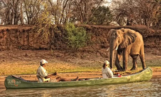 Friendly giants on a canoe safari