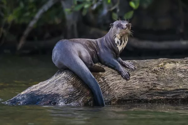 Giant otter sighting